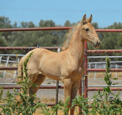 Sporthorses