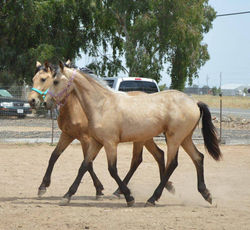 Sporthorses