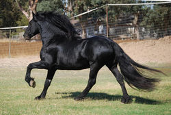 Sporthorses