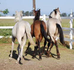 Sporthorses