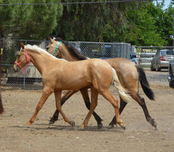 Sporthorses