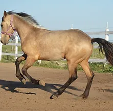 Abacus Xiva