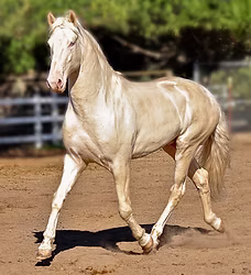 Sporthorses