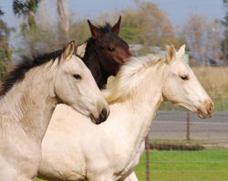 Sporthorses
