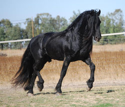 Sporthorses