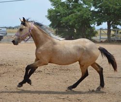 Sporthorses