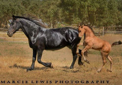 Sporthorses