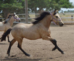 Sporthorses
