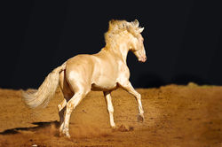 Sporthorses