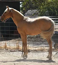 Caetano