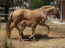 Tizona AFA